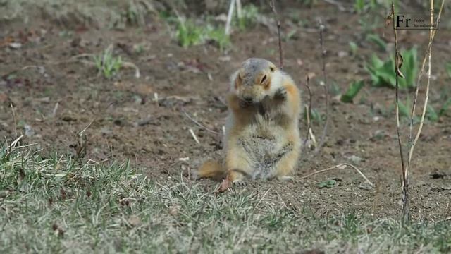 умывающийся суслик смотреть онлайн
