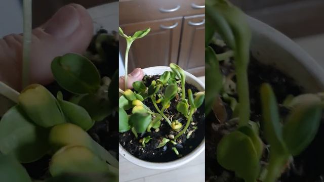Очень вкусные проростки семян подсолнечника