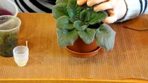 Переукоренение фиалки щадящим способом