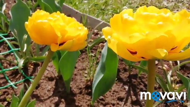 Цветение Весенних Цветов./Цветение весенних цветов у меня на даче! //Тюльпаны. Нарциссы.Гиацинты.