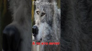 Цитаты волка