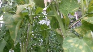 ОБЗОР СОРТА КОРШУН ОГРОМНЫЙ КРАСНЫЙ | ПОМИДОРЫ, ТОМАТЫ