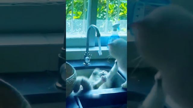 Кошачий хаос! 🐈 #кот #приколы #видео