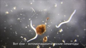 Энтомопатогенные нематоды и сциариды