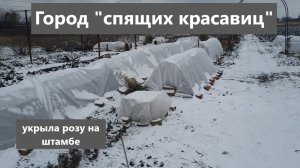 Зимовка роз. Укрытие розы на штамбе. Сад - город "спящих красавиц"!