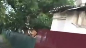 Собака убежала от гавкающего гуся через забор