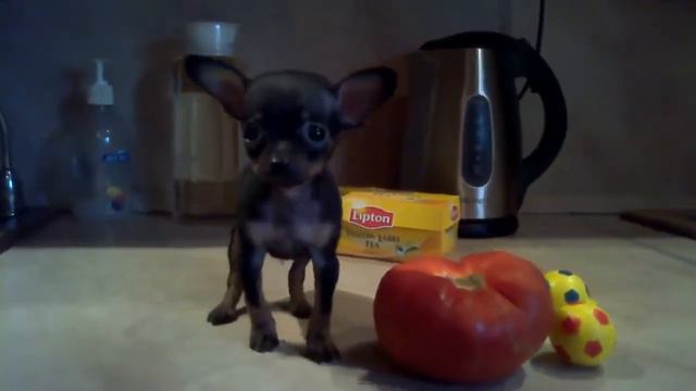 тойка смотреть онлайн