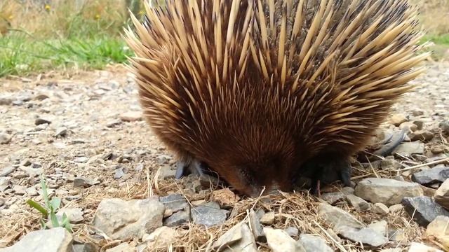 Super cute Echidna! смотреть онлайн
