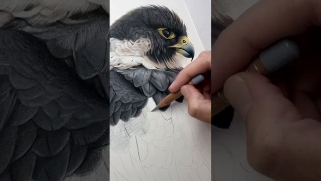 The Mighty Peregrine Falcon - Drawing in progress