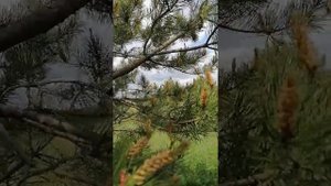 Какие сосновые шишки лечат, а какие предотвращают инсульт