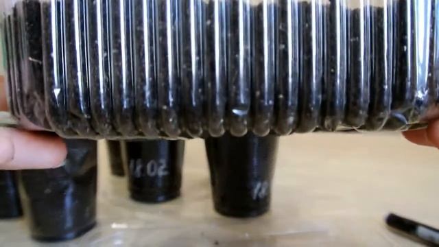 Рассада перца, посев сладкого перца и томатов смотреть онлайн