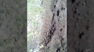 Мотокультиватор SKIPER переделан для работы с плугом