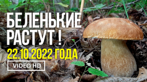 БЕЛЕНЬКИЕ РАСТУТ !  22 октября 2022 года. Сбор белых грибов.