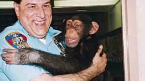 ОН РАЗОРВАЛ НА ЧАСТИ ЛИЦО И ТЕЛО \\ ИСТОРИЯ ШИМПАНЗЕ ТРЭВИСА