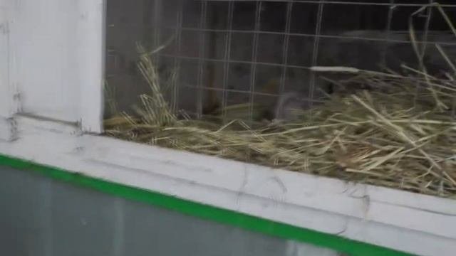 Как выглядят декоративные кролики