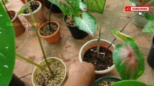 கலேடியம் வளர்ப்பு, பராமரிப்பு, உரம் பற்றிய விவரம் - Caladium basic care & growing tips in Tamil