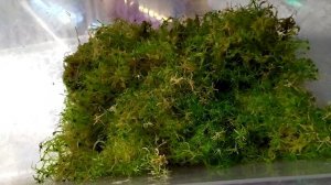 Цефалотус Мешочковый. Cephalotus Follicularis. Содержание и уход.