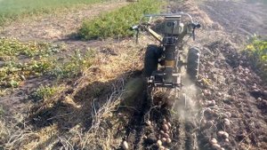 МОТОБЛОК с КАРТОФЕЛЕКОПАЛКОЙ в РАБОТЕ на ИНТЕРЕСНОМ УЧАСТКЕ.