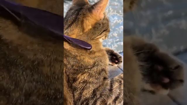 Лиза дома смотреть онлайн