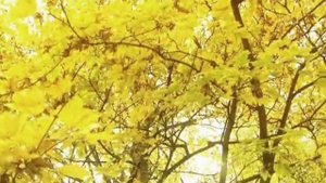 Вадим Кузема - Goldfish