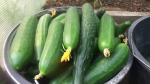 Выращивание огурцов в теплице без пасынкования в начале июля  Обзор по сортам.