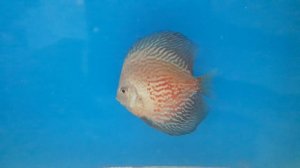 Лечение гексамитоза у дискуса метронидазолом