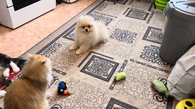 Красивее собак не бывает смотреть онлайн