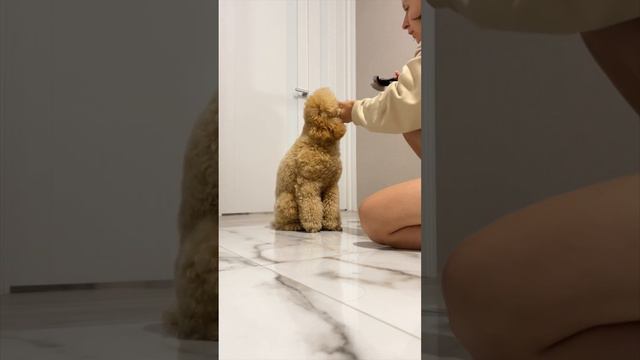 Хорошая пуходерка для пуделя #dog #poodle #пудель #пуделькапуч смотреть онлайн