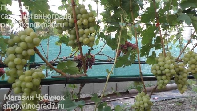 Виноград с мускатом - Хелена, участок Пузенко Натальи Лариасовны смотреть онлайн