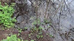 Теплые грядки