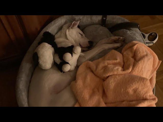 Собака Гера | Выстраданное счастье