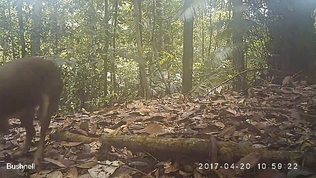 Dhole (Cuon alpinus)