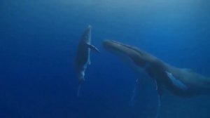 Танец китов