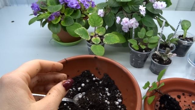 Рассаживаем деток трейлерных фиалок. смотреть онлайн