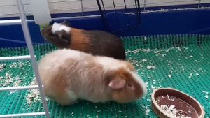 Svinki Family: Аллергия на морских свинок?|Признаки?