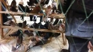 Выставка-ярмарка  голубей в Воронеже. ЦЕНЫ НА Голубей 2018 года