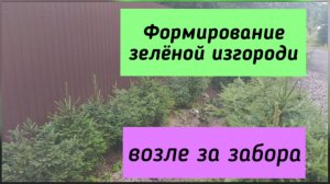 Формирование зелёной изгороди возле забора.