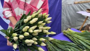 Обзор сортов белых тюльпанов