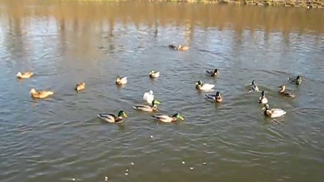 Дикие и домашние утки смотреть онлайн