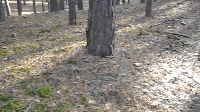 грибы козлята смотреть онлайн