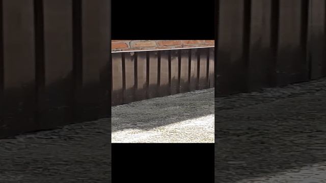 нашли летучую мышь