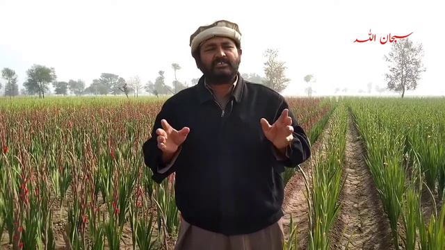 gladiolus flower¶Gladiolus phol#Gladiolus¶gladiolus ki kasht#manafah ki kasht смотреть онлайн