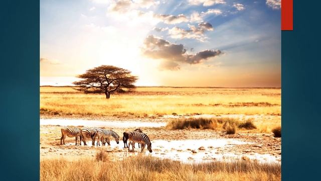 Животные жарких стран смотреть онлайн