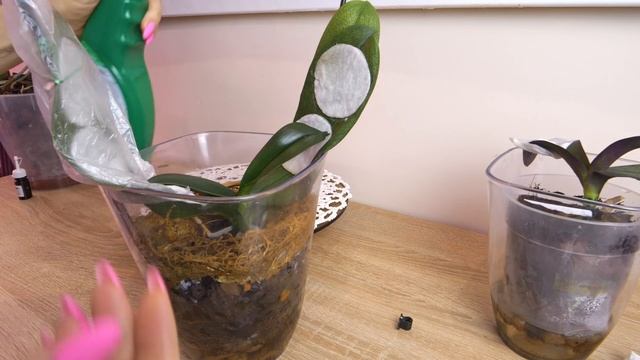 Орхидея Монро БЕЗ КОРНЕЙ и Дикий кот тоже. ЧТО ДАЛЬШЕ? смотреть онлайн