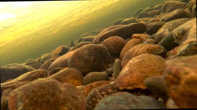 Хариус под водой смотреть онлайн