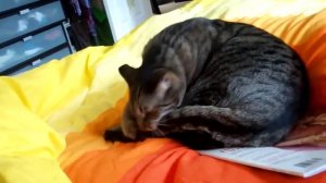 Кот кусает свой хвост