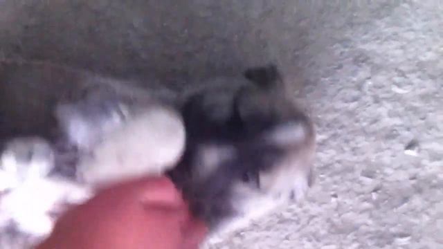 Афганский волкодав боря 1месяц смотреть онлайн