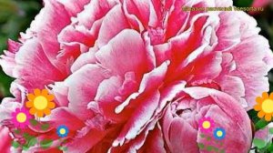 Пион молочноцветковый Кёнингин Вильгельмина. Краткий обзор paeonia lactiflora Koningin Wilhelmina