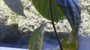 Хурма из косточки в домашних условиях