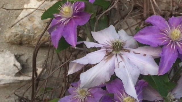 Clématite 'Clematis viticella Justa' Bleu violet blanc l'effet du temps смотреть онлайн